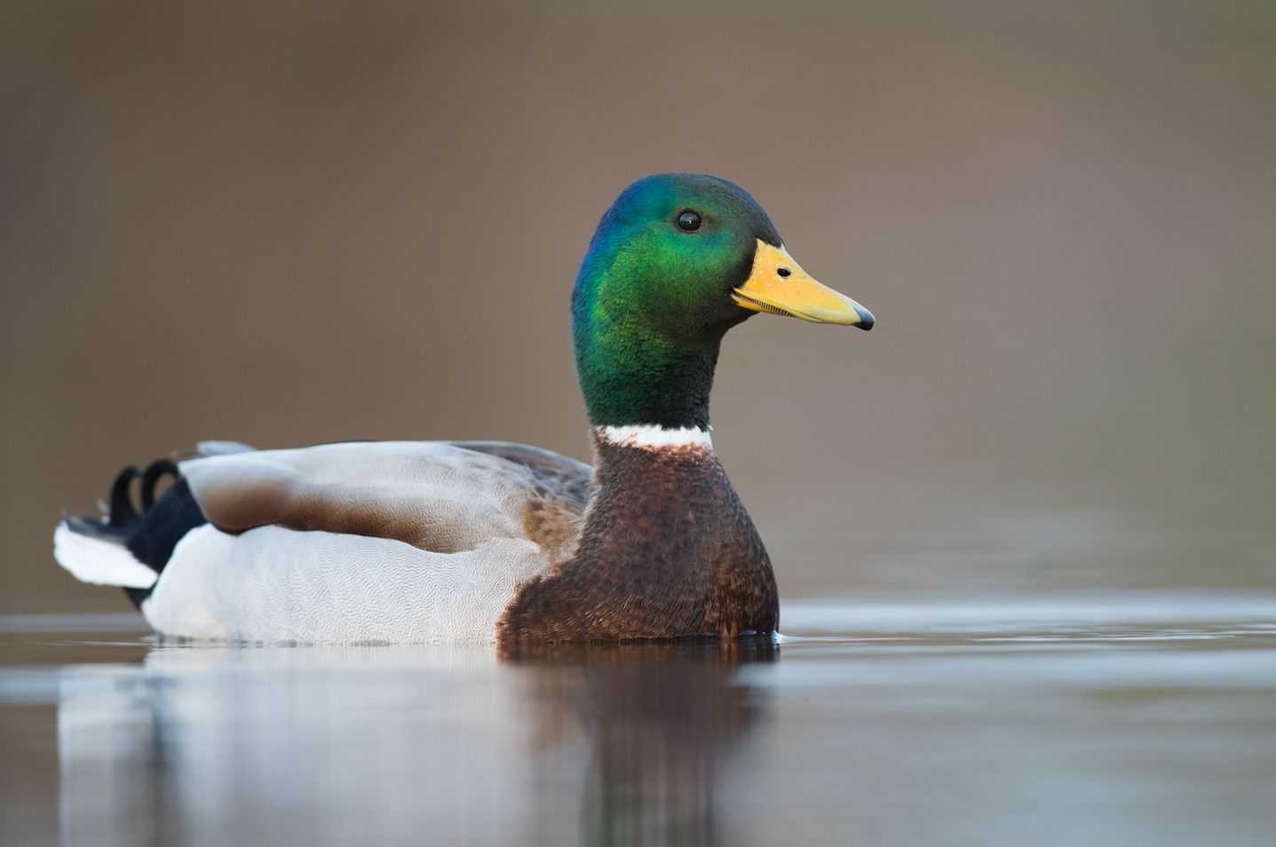 The Mallard 
