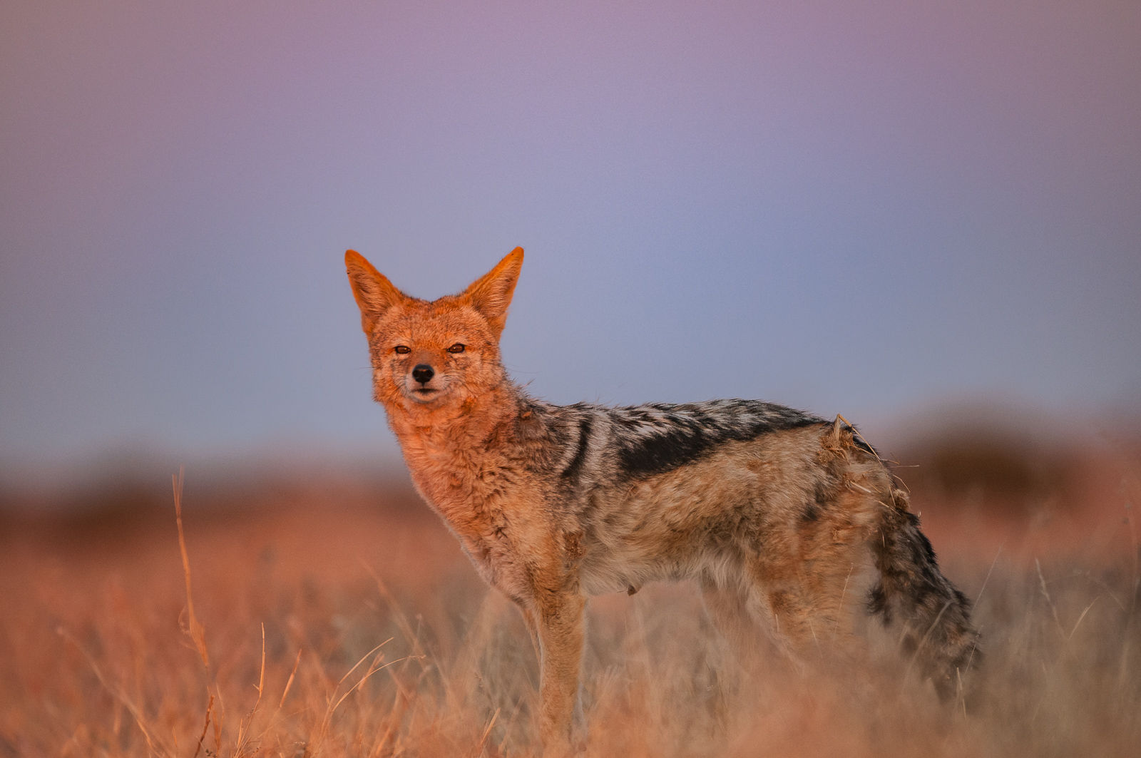 Golden Jackal