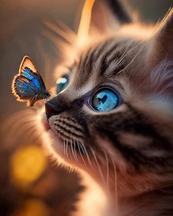 White cat with blue eyes and blue butterfly