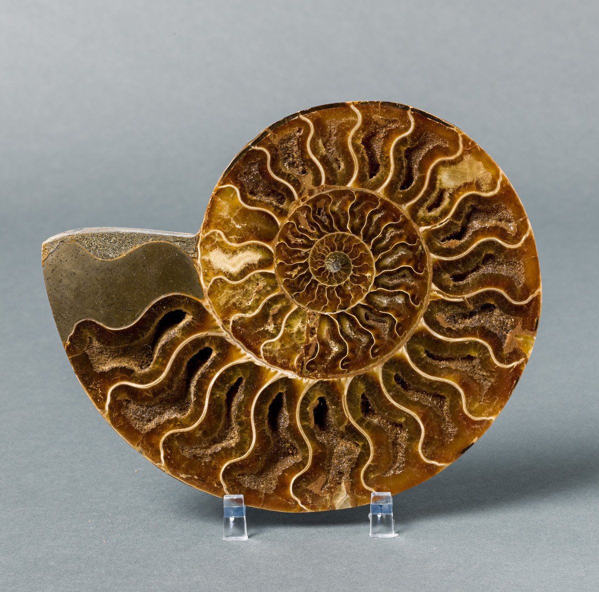 Ammonite