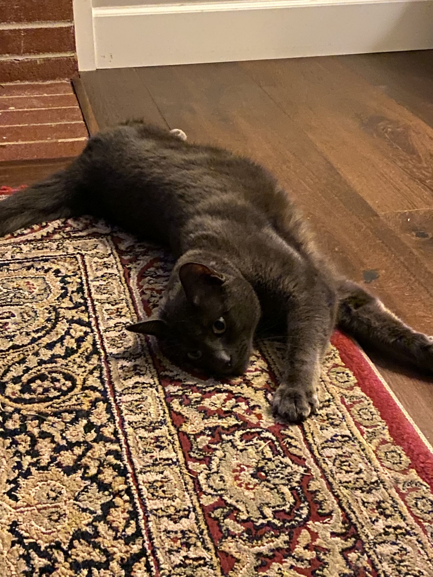 Kitty eyes closed Professional photography, bokeh, natural lighting