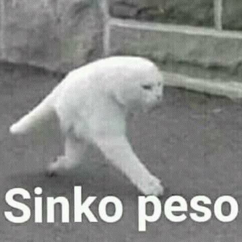 A Cat walking on snow 