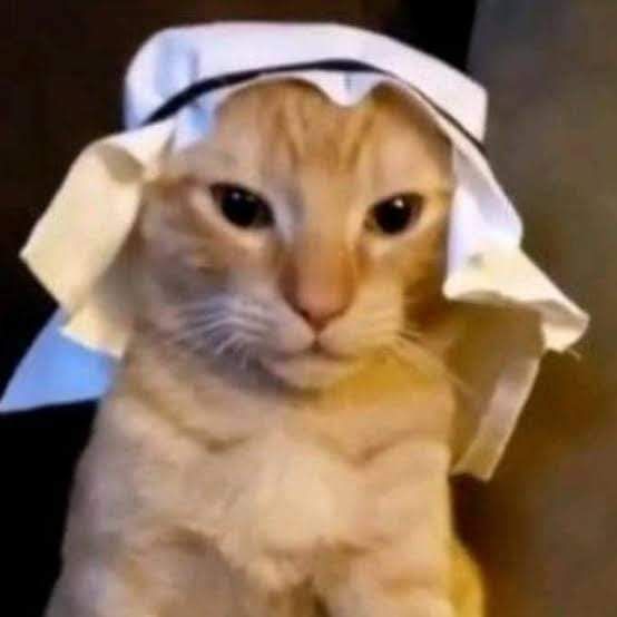 Muslim Cat 